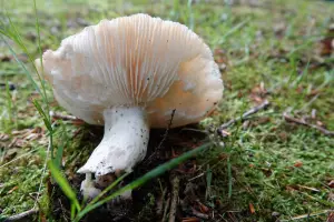 Aria 01 Omgevallen paddestoel